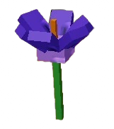 Crocus