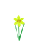 Daffodil