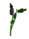 Eggplant