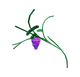 Grape