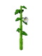 Moonflower
